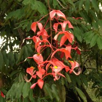 Amherstia nobilis Wall.